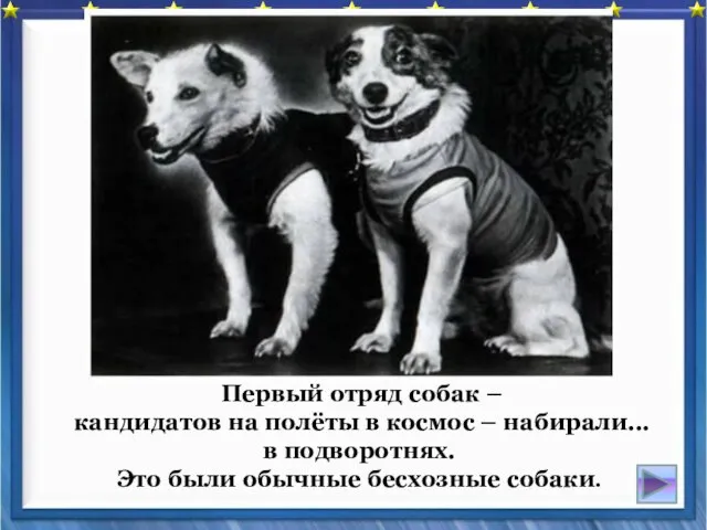 Первый отряд собак – кандидатов на полёты в космос – набирали...