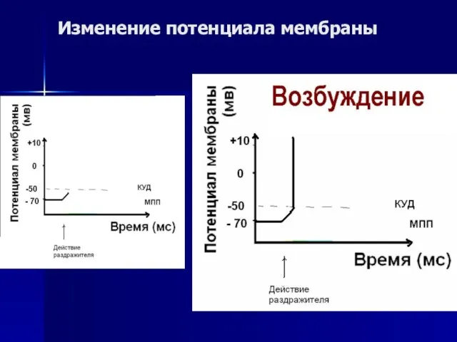 Изменение потенциала мембраны