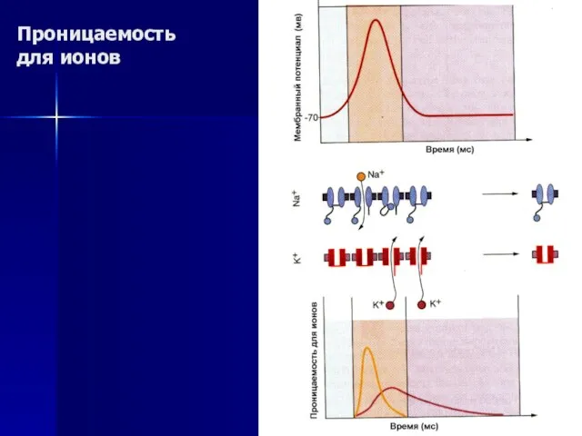 Проницаемость для ионов