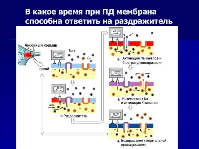 В какое время при ПД мембрана способна ответить на раздражитель