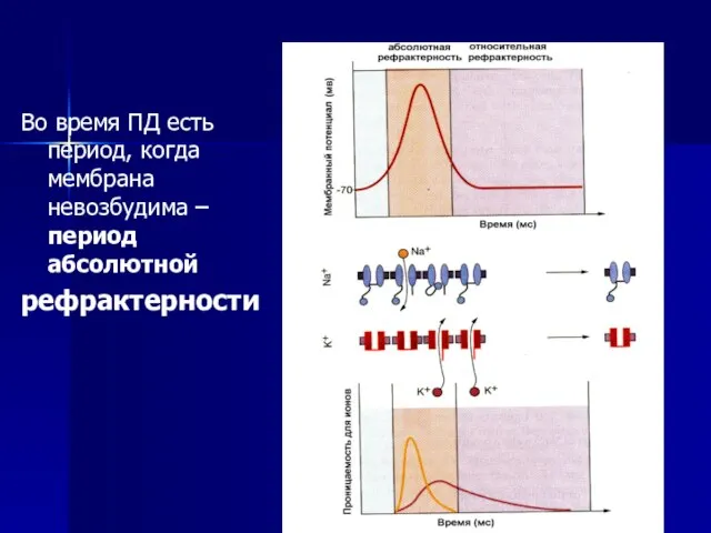 Во время ПД есть период, когда мембрана невозбудима – период абсолютной рефрактерности