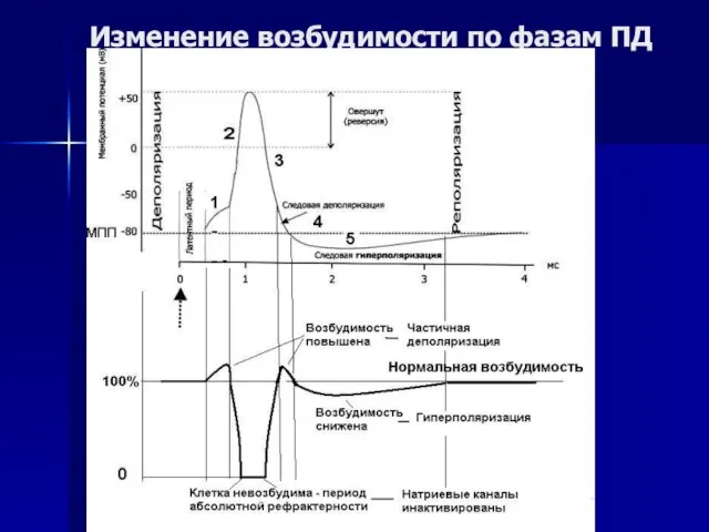 Изменение возбудимости по фазам ПД