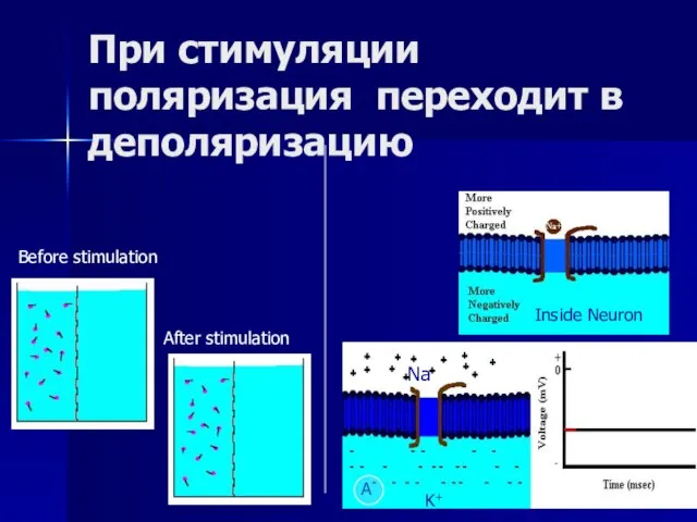 При стимуляции поляризация переходит в деполяризацию Before stimulation After stimulation Inside Neuron K+ Na A