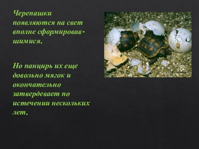 Черепашки появляются на свет вполне сформировав-шимися. Но панцирь их еще довольно