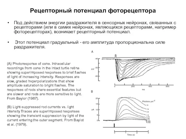 Рецепторный потенциал фоторецептора Под действием энергии раздражителя в сенсорных нейронах, связанных