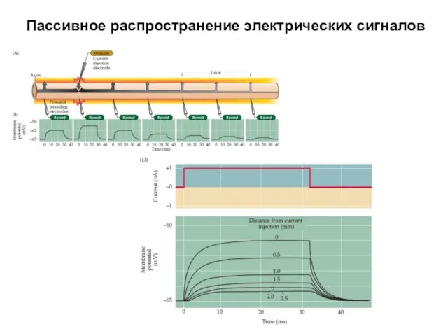 Пассивное распространение электрических сигналов