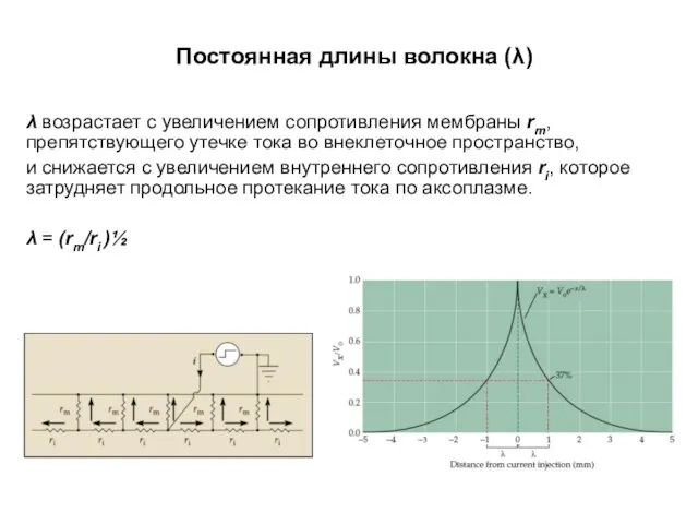 Постоянная длины волокна (λ) λ возрастает с увеличением сопротивления мембраны rm,