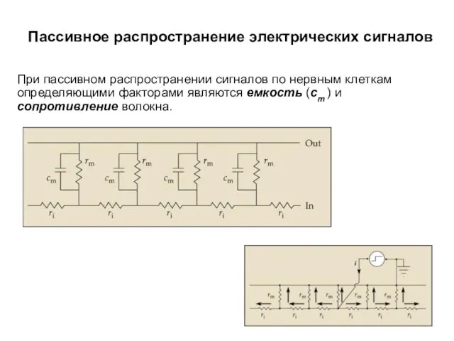 Пассивное распространение электрических сигналов При пассивном распространении сигналов по нервным клеткам