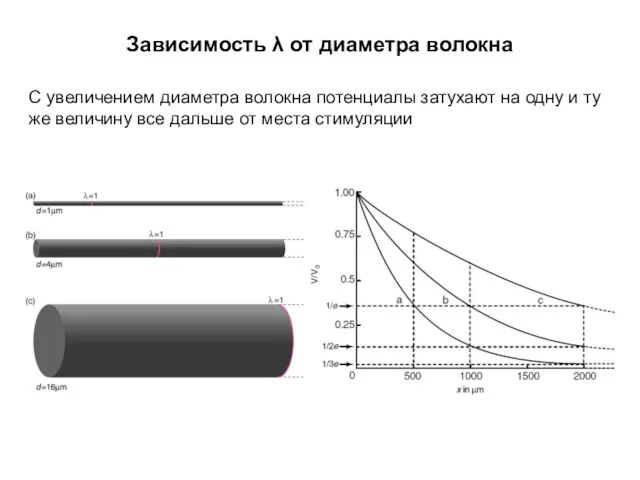 Зависимость λ от диаметра волокна С увеличением диаметра волокна потенциалы затухают