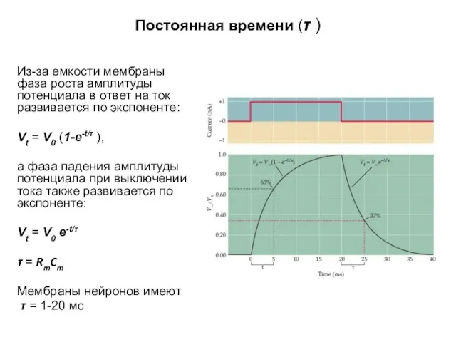 Постоянная времени (τ ) Из-за емкости мембраны фаза роста амплитуды потенциала