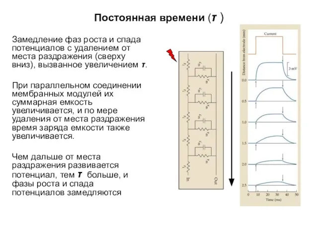 Постоянная времени (τ ) Замедление фаз роста и спада потенциалов с