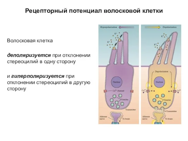 Рецепторный потенциал волосковой клетки Волосковая клетка деполяризуется при отклонении стереоцилий в
