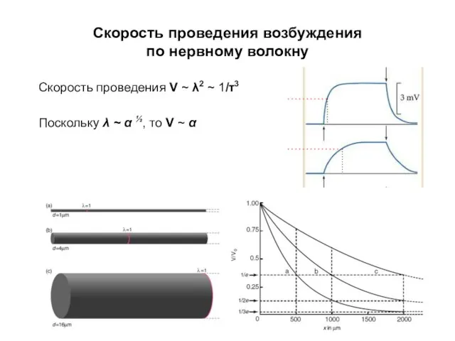 Скорость проведения возбуждения по нервному волокну Скорость проведения V ~ λ2