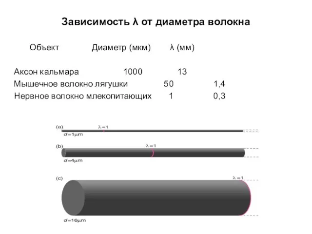 Зависимость λ от диаметра волокна Объект Диаметр (мкм) λ (мм) Аксон