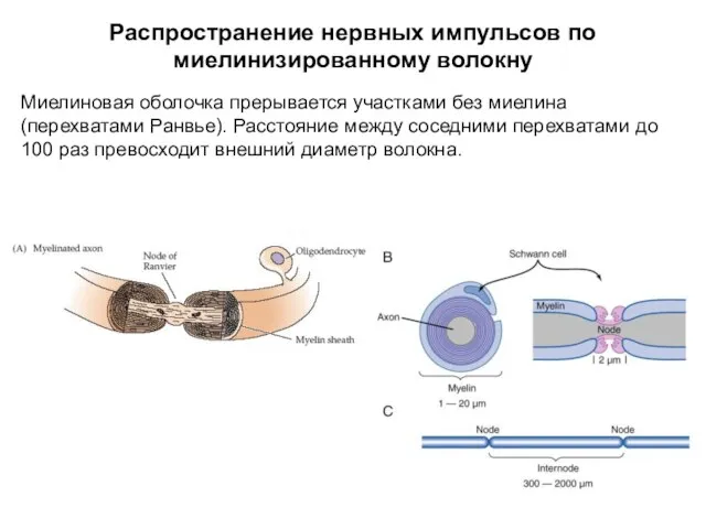 Распространение нервных импульсов по миелинизированному волокну Миелиновая оболочка прерывается участками без