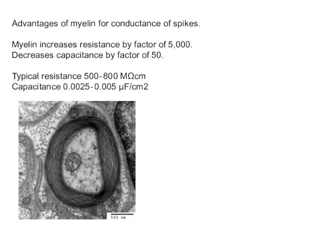 Advantages of myelin for conductance of spikes. Myelin increases resistance by