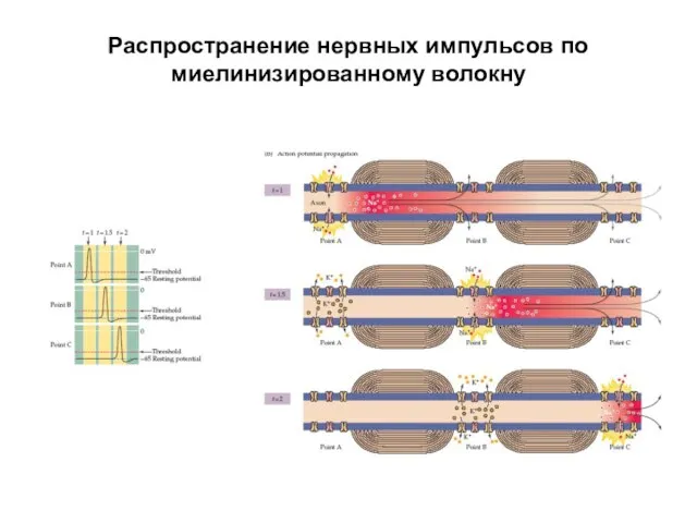 Распространение нервных импульсов по миелинизированному волокну