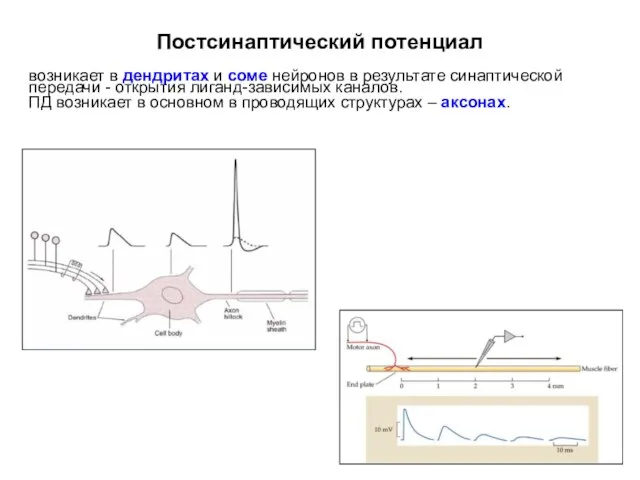 Постсинаптический потенциал возникает в дендритах и соме нейронов в результате синаптической