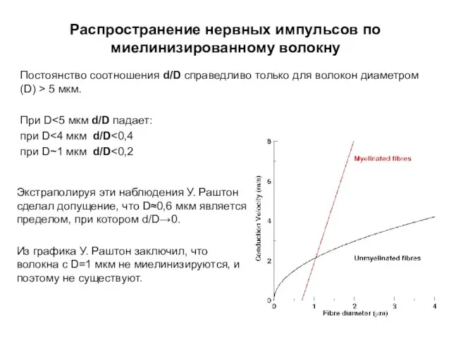 Распространение нервных импульсов по миелинизированному волокну Постоянство соотношения d/D справедливо только