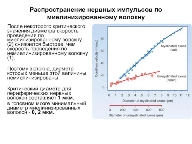 Распространение нервных импульсов по миелинизированному волокну После некоторого критического значения диаметра