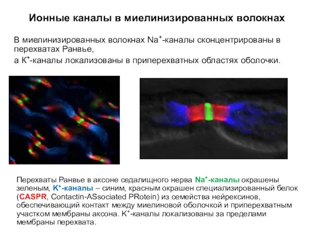 Ионные каналы в миелинизированных волокнах В миелинизированных волокнах Na+-каналы сконцентрированы в