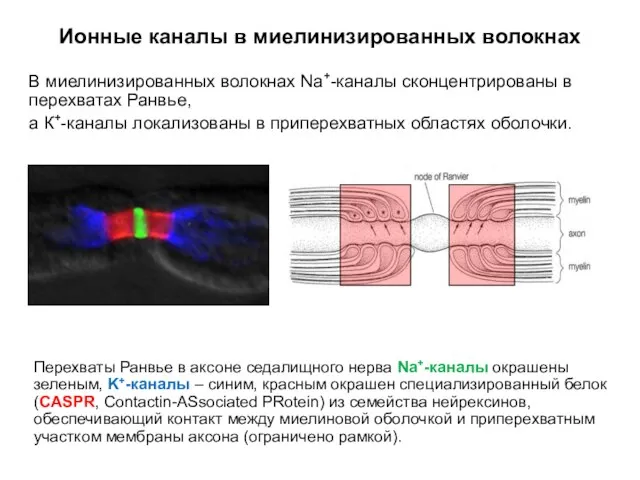 Ионные каналы в миелинизированных волокнах В миелинизированных волокнах Na+-каналы сконцентрированы в