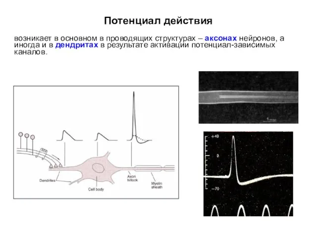 Потенциал действия возникает в основном в проводящих структурах – аксонах нейронов,