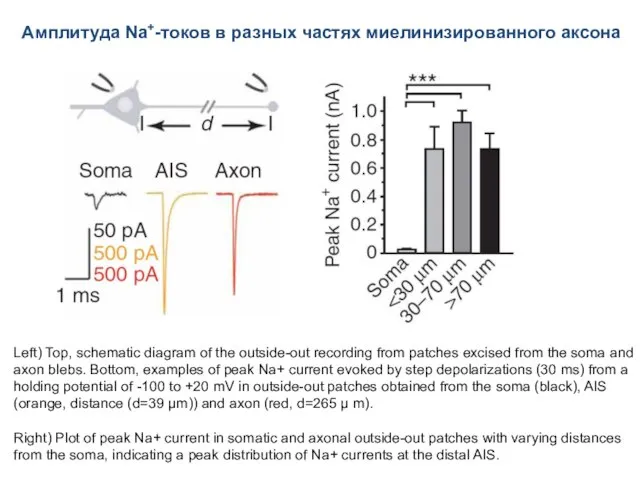 Амплитуда Na+-токов в разных частях миелинизированного аксона Left) Top, schematic diagram