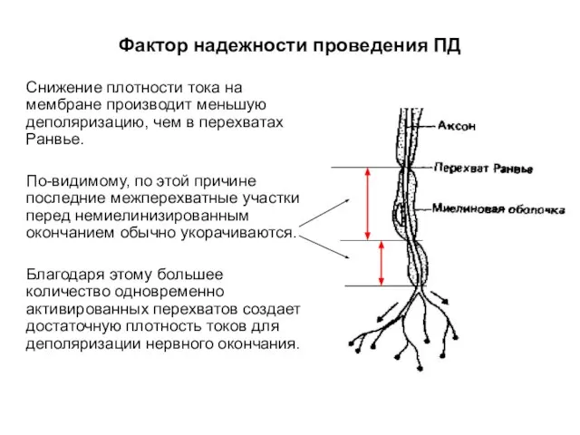 Фактор надежности проведения ПД Снижение плотности тока на мембране производит меньшую