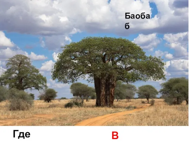 Баобаб Где растет? В саванне