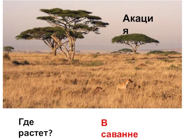 Акация Где растет? В саванне