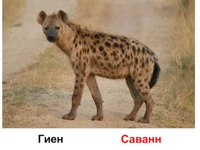 Гиена Саванна