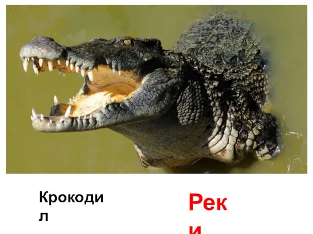 Крокодил Реки