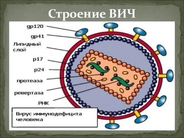 Строение ВИЧ