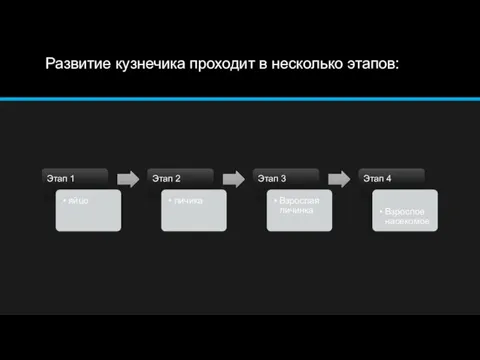 Развитие кузнечика проходит в несколько этапов: