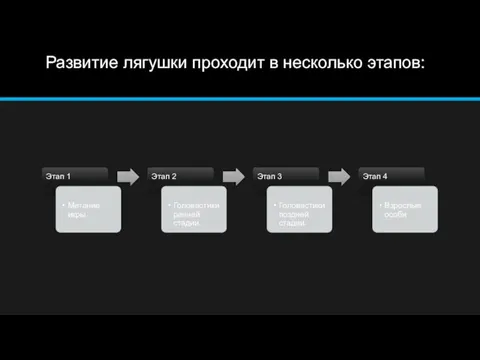 Развитие лягушки проходит в несколько этапов: