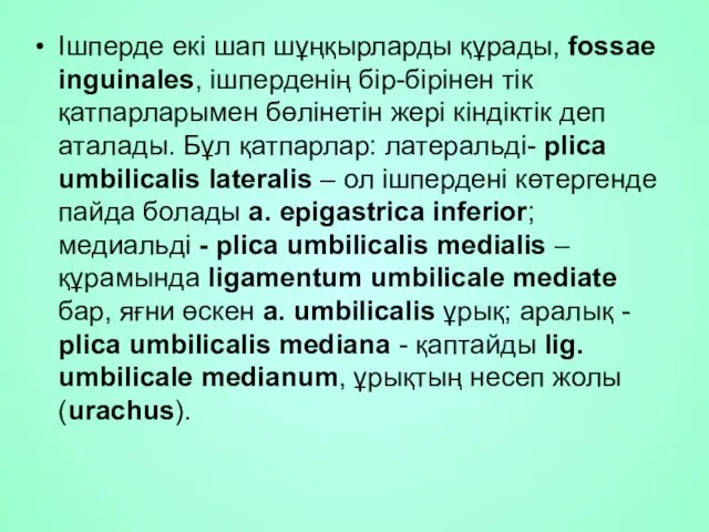 Iшперде екi шап шұңқырларды құрады, fossae inguinales, ішперденің бір-бірінен тік қатпарларымен