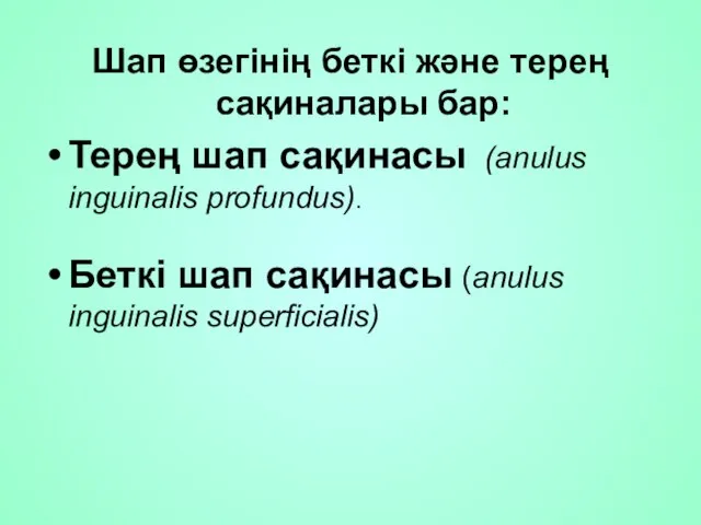 Шап өзегінің беткі және терең сақиналары бар: Терең шап сақинасы (anulus