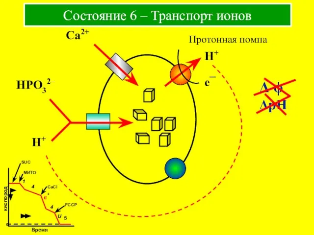 Состояние 6 – Транспорт ионов Протонная помпа H+ e¯ Δ ϕ ΔpH