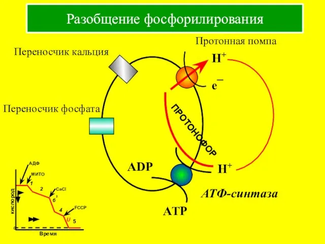 Разобщение фосфорилирования Протонная помпа Переносчик кальция Переносчик фосфата АТФ-синтаза H+ H+ e¯