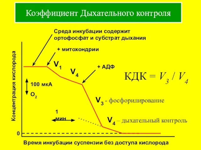 Коэффициент Дыхательного контроля Среда инкубации содержит ортофосфат и субстрат дыхания V1