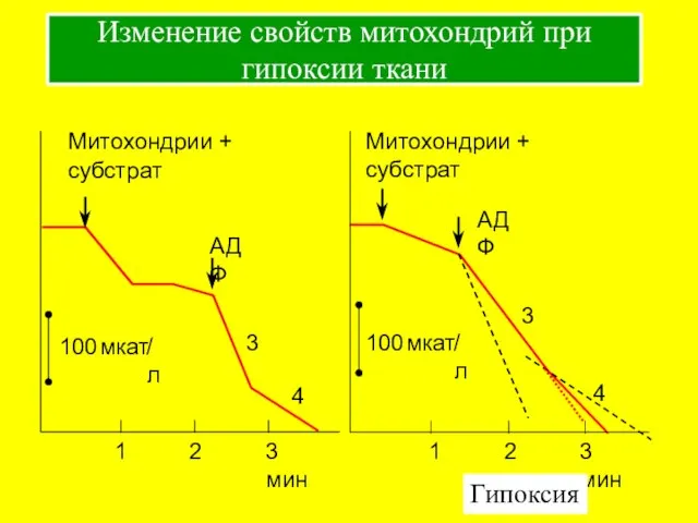 Изменение свойств митохондрий при гипоксии ткани Гипоксия