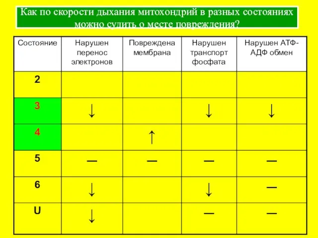 Как по скорости дыхания митохондрий в разных состояниях можно судить о месте повреждения?