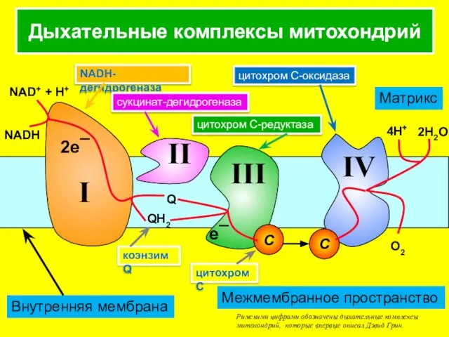 Дыхательные комплексы митохондрий Римскими цифрами обозначены дыхательные комплексы митохондрий, которые впервые