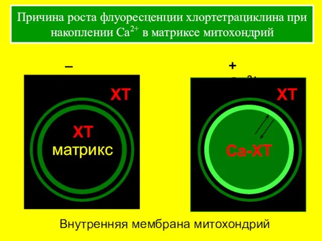 Причина роста флуоресценции хлортетрациклина при накоплении Ca2+ в матриксе митохондрий матрикс