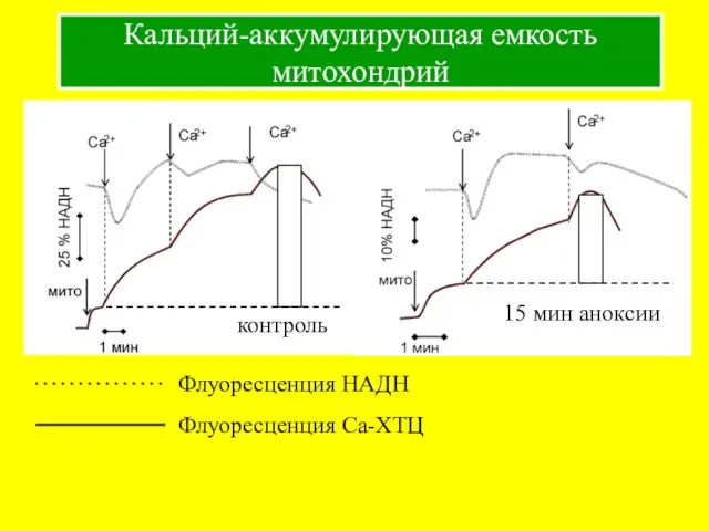 Кальций-аккумулирующая емкость митохондрий Флуоресценция НАДН Флуоресценция Са-ХТЦ контроль 15 мин аноксии