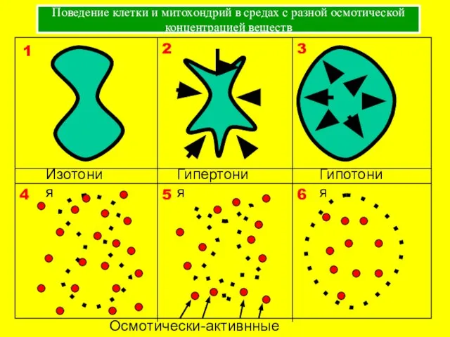 Поведение клетки и митохондрий в средах с разной осмотической концентрацией веществ