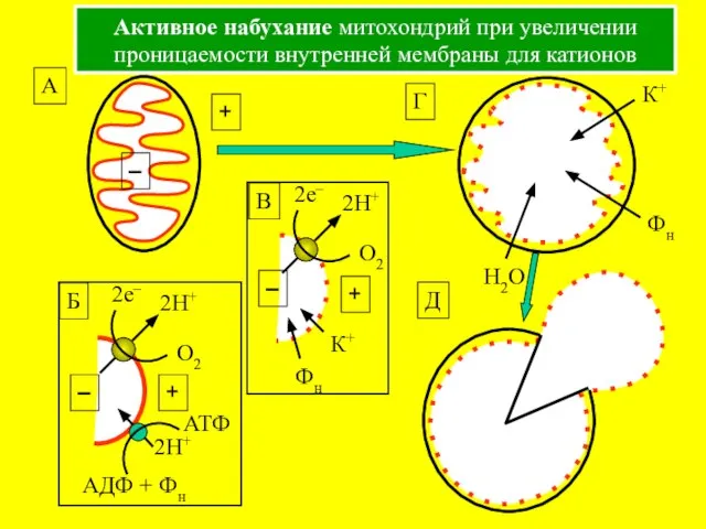 Активное набухание митохондрий при увеличении проницаемости внутренней мембраны для катионов