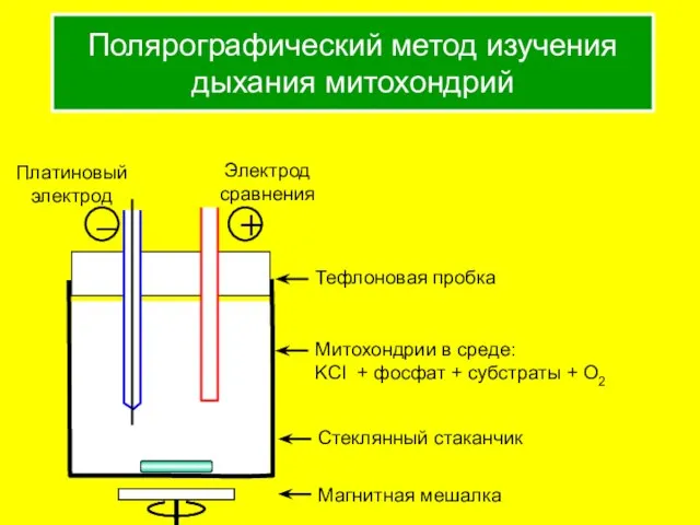 Полярографический метод изучения дыхания митохондрий