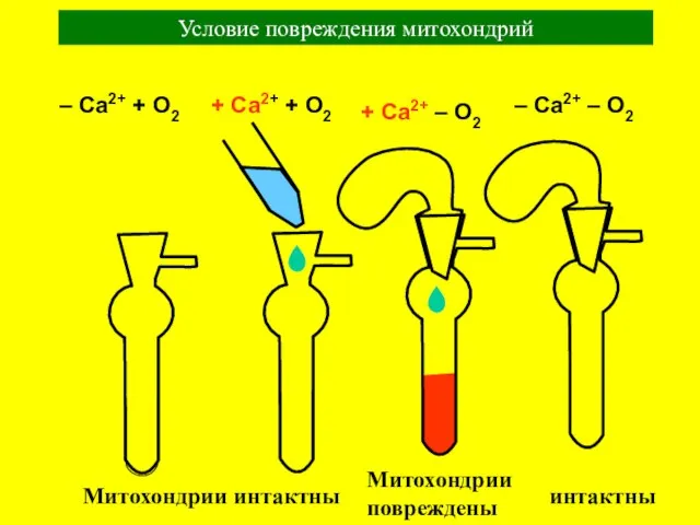 Условие повреждения митохондрий